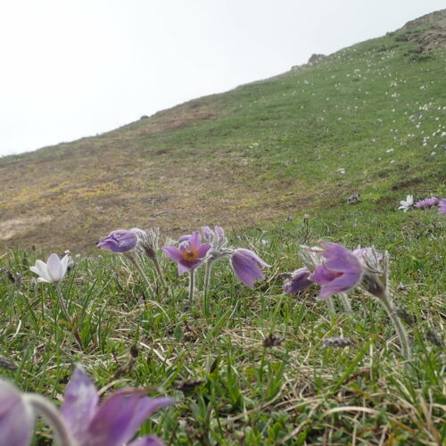 Dryas Octopetala Feuilles Pic De Gleize10 06 24.JPG