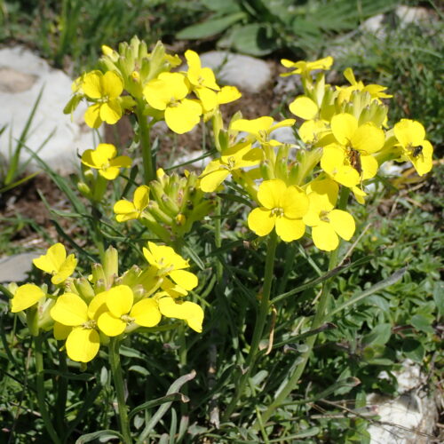 Erysimum Sp