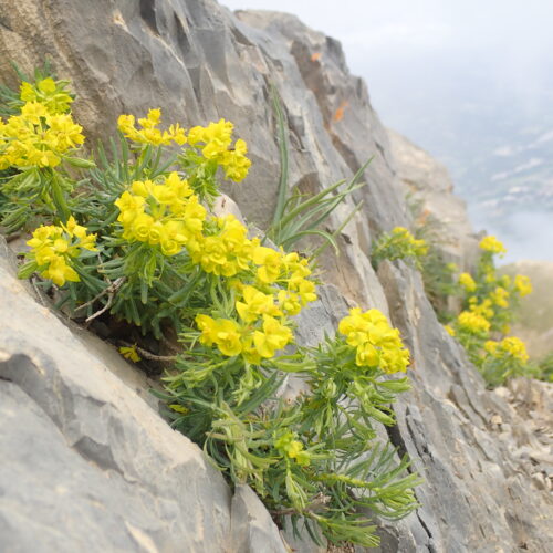 Euphorbia Cyparissias Sur Le Pic Pic De Gleize10 06 24.JPG