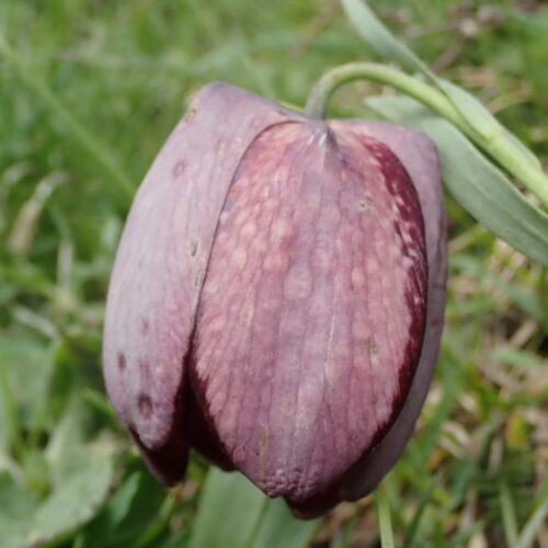 Fritillaria Tubiformis 3 Pic De Gleize10 06 24 Endemique