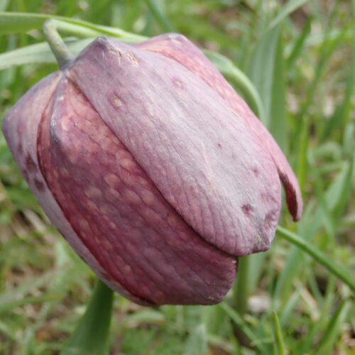 Fritillaria Tubiformis Pic De Gleize10 06 24 Endemique