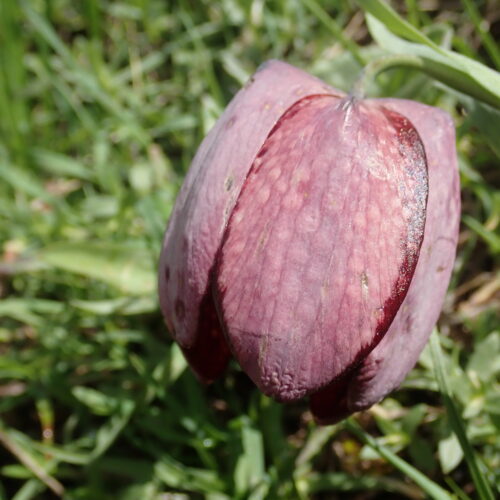 Fritillaria Tubiformis Pic De Gleize10 06 24.JPG