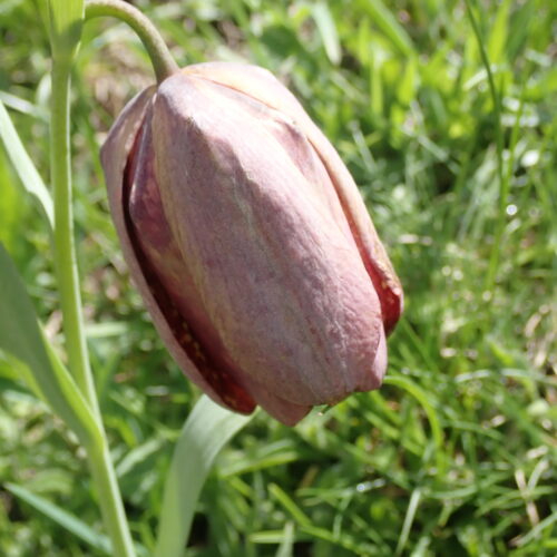 Fritillaria Tubiformis Pic De Gleize10 06 24.JPG5