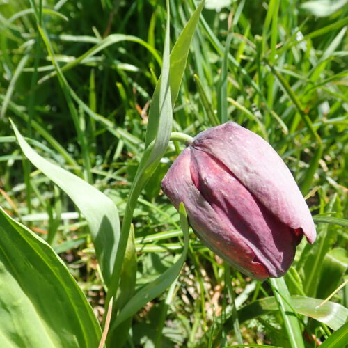Fritillaria Tubiformis2 Pic De Gleize10 06 24 Endemique
