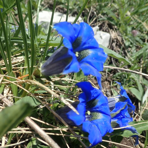Gentiana Acaulis Gentiane De Koch Pic De Gleize10 06 24.JPG