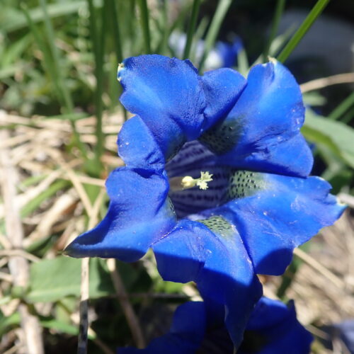 Gentiana Acaulis Pic De Gleize10 06 24.2