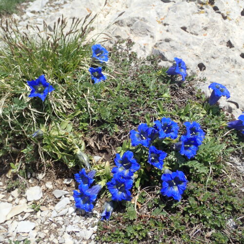 Gentiana Acaulis Pic De Gleize10 06 24.JPG5