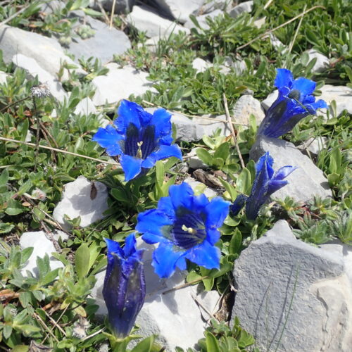 Gentiana Acaulis Pic De Gleize10 06 24.JPG6