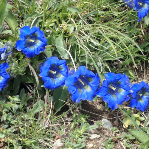 Gentiana Acaulis Pic De Gleize10 06 24.JPG7