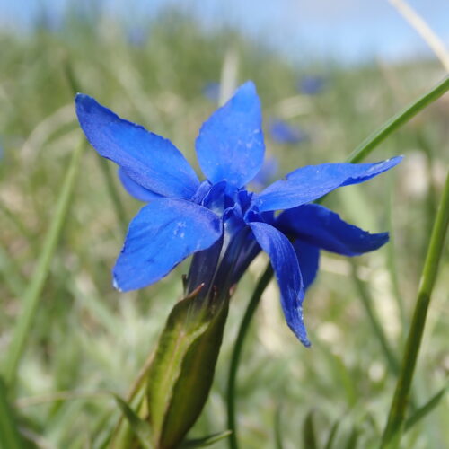 Gentiana Verna Pic De Gleize10 06 24.JPG