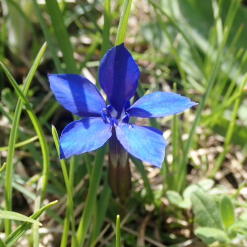 Gentiana Verna Pic De Gleize10 06 24.JPG2
