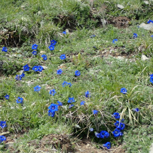 Gentianes De Koch Pelouse