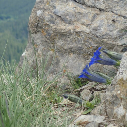 Gentianes De Koch Sur Le Pic