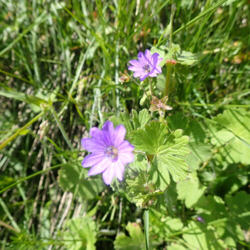 Geranium Des Pyrenees