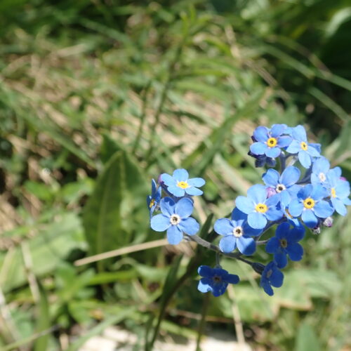 Myosotis