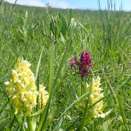 Orchis A Odeur De Sureau1