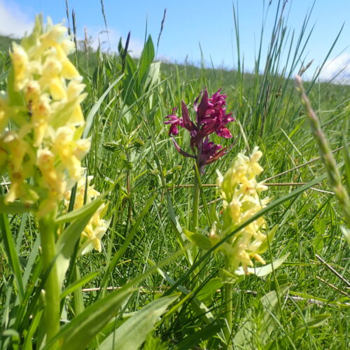 Orchis A Odeur De Sureau2