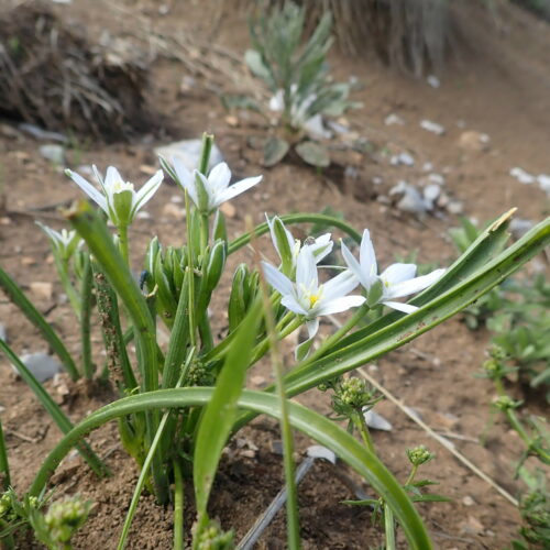 Ornithogalum Kochii Pic De Gleize10 06 24.JPG