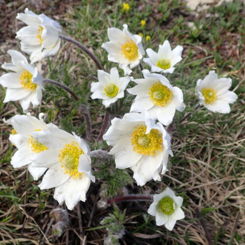 Pulsatilla Alpina 1 Pic De Gleize10 06 24.JPG