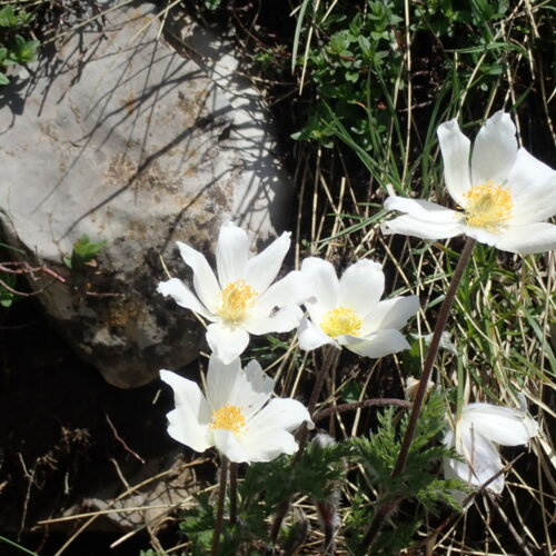 Pulsatilla Alpina Pic De Gleize10 06 24.JPG1