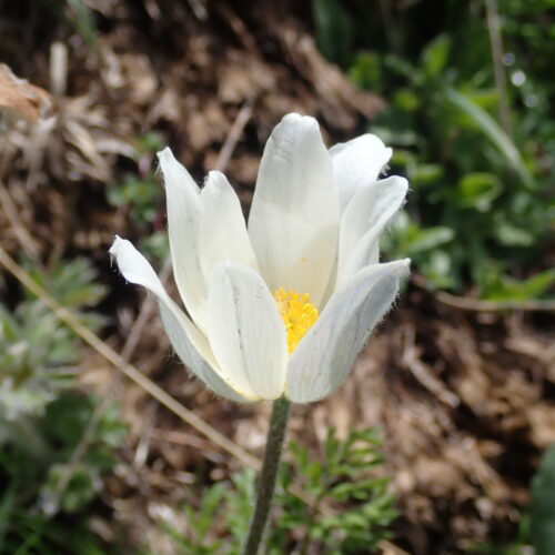 Pulsatilla Alpina Pic De Gleize10 06 24.JPG2
