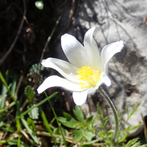 Pulsatilla Alpina Pic De Gleize10 06 24.JPG3