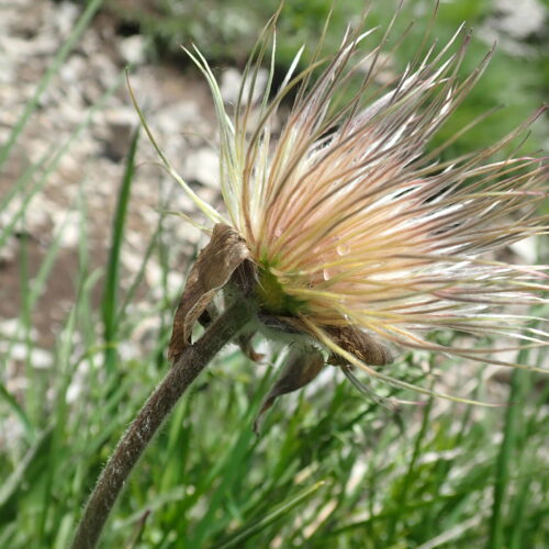 Pulsatilla Fruit