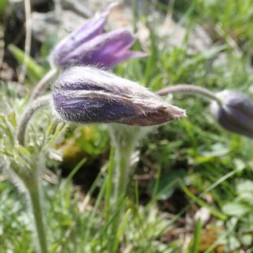 Pulsatilla Halleri Pic De Gleize10 06 24.JPG10