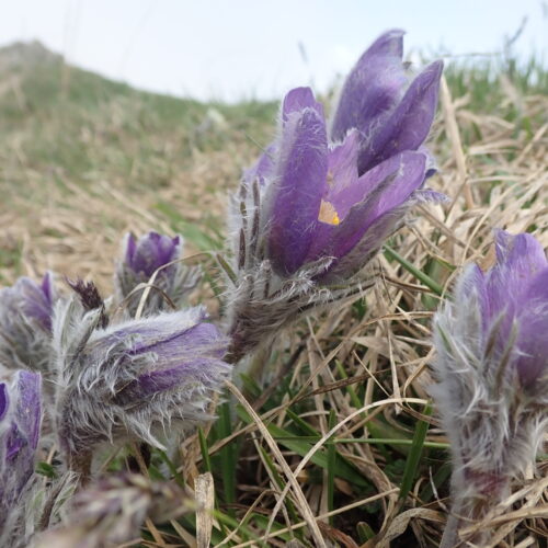 Pulsatilla Halleri Pic De Gleize10 06 24.JPG11