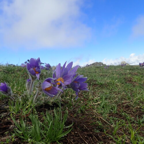 Pulsatilla Halleri Pic De Gleize10 06 24.JPG13