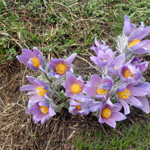 Pulsatilla Halleri Pic De Gleize10 06 24.JPG14