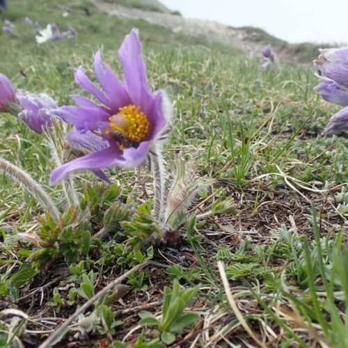 Pulsatilla Halleri Pic De Gleize10 06 24.JPG15