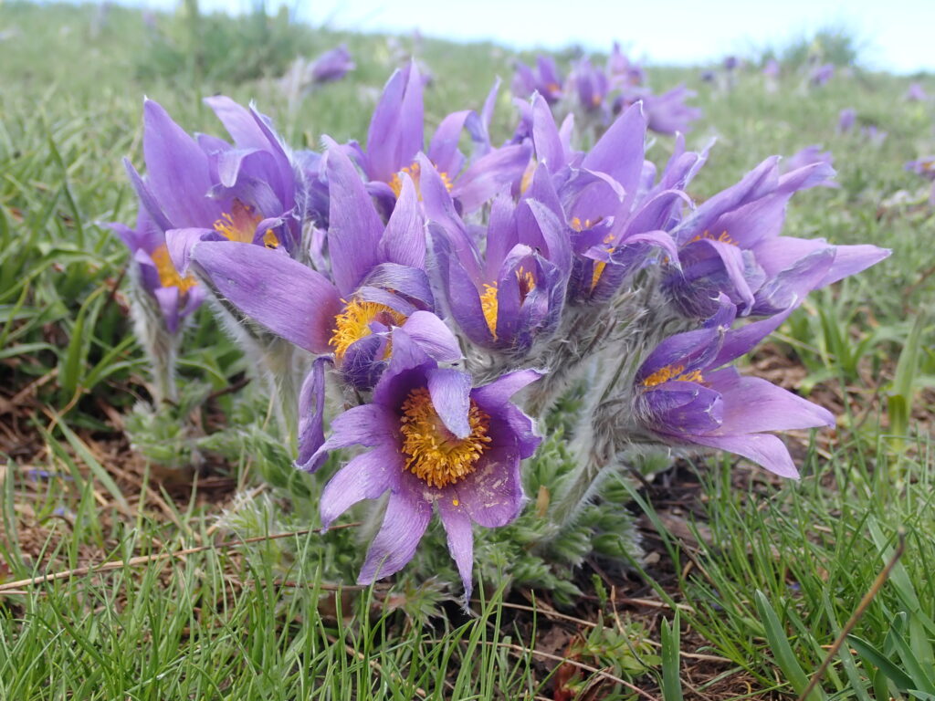 Pulsatilla Halleri Pic De Gleize10 06 24.JPG2 