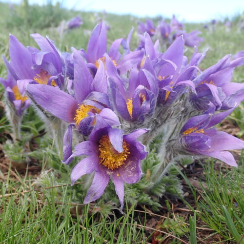 Pulsatilla Halleri Pic De Gleize10 06 24.JPG2