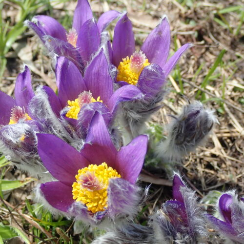 Pulsatilla Halleri Pic De Gleize10 06 24.JPG3