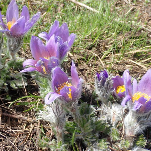 Pulsatilla Halleri Pic De Gleize10 06 24.JPG4