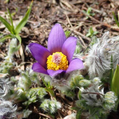 Pulsatilla Halleri Pic De Gleize10 06 24.JPG5