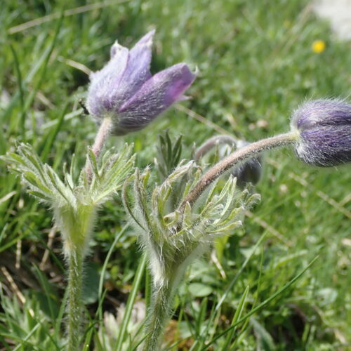 Pulsatilla Halleri Pic De Gleize10 06 24.JPG6
