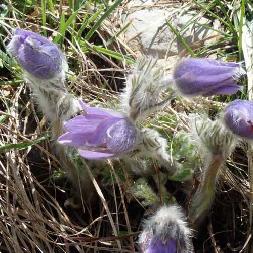 Pulsatilla Halleri Pic De Gleize10 06 24.JPG9