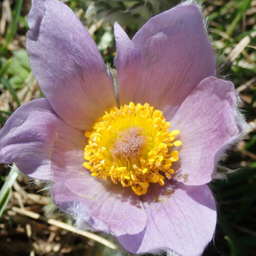 Pulsatilla Halleri Pic De Gleize10 06 2410