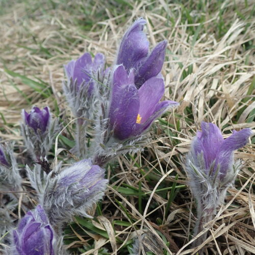 Pulsatilla Halleri Pic De Gleize10 06 2412