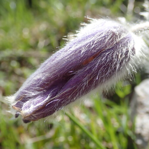 Pulsatilla Halleri Bouton Pic De Gleize10 06 24