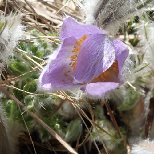 Pulsatilla Halleri Coeur Pic De Gleize10 06 24