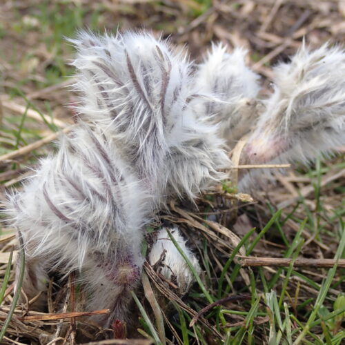 Pulsatilla Halleri En Bouton Pic De Gleize10 06 24.JPG