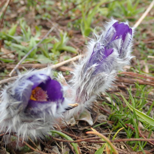 Pulsatilla Halleri En Eclosion Pic De Gleize10 06 24.JPG