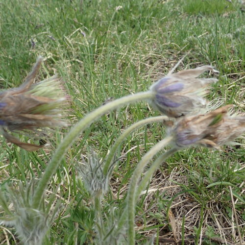 Pulsatilla Halleri Fruits Pic De Gleize10 06 24.JPG