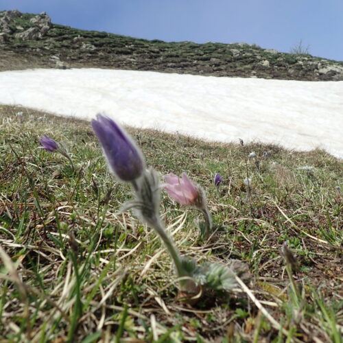 Pulsatilla Halleri Jeune Fleur Rose Pic De Gleize10 06 24.JPG
