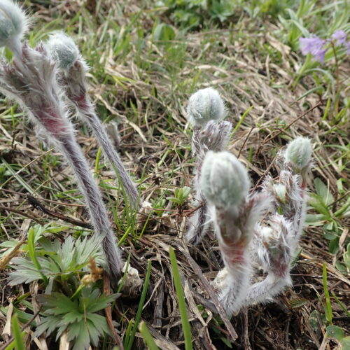 Pulsatilla Halleri Jeunes Pousses Pic De Gleize10 06 24.JPG3