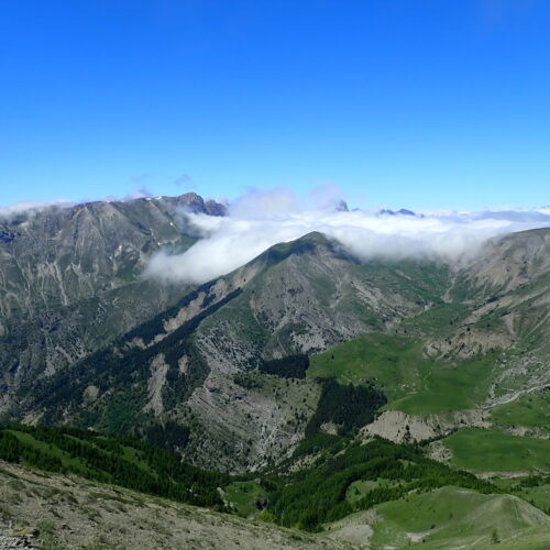 Pulsatilla HalleriPic De Gleize10 06 24.JPG1
