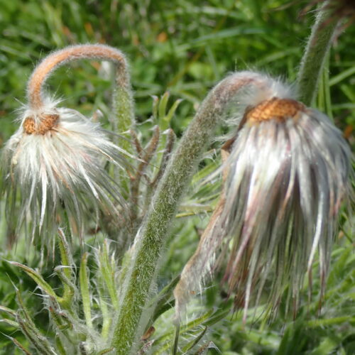 Pulsatilla Sp. Fruits Pic De Gleize10 06 24.JPG